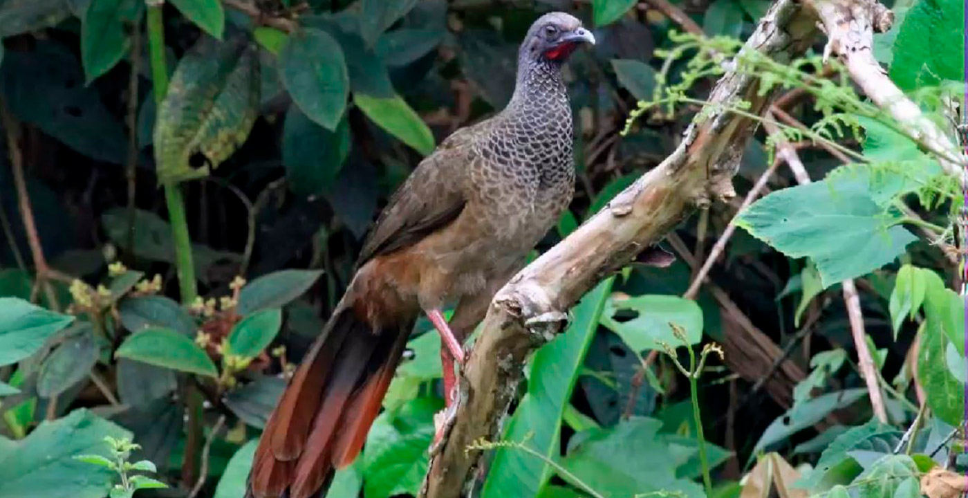 guacharaca