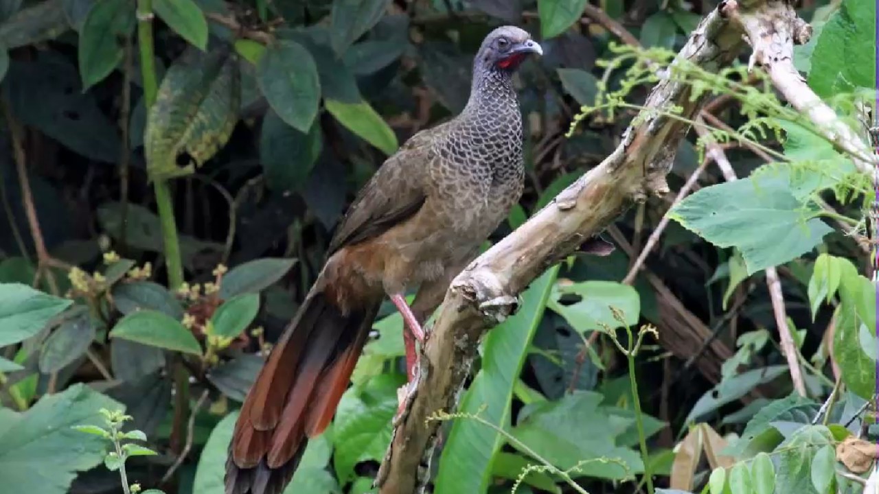 guacharaca