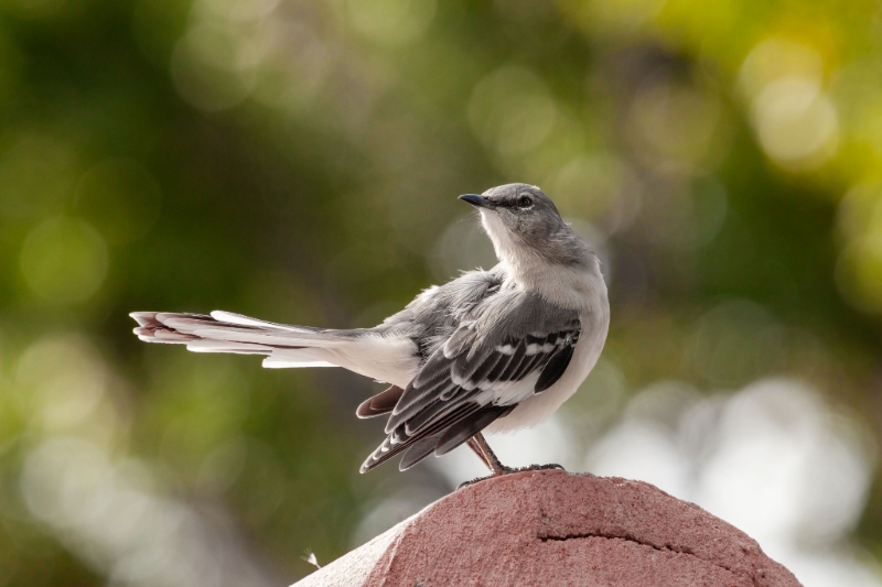 Winged Neighbors-7