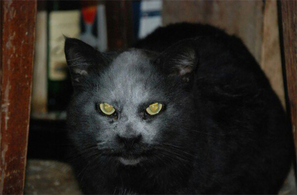 gato-demonio copia